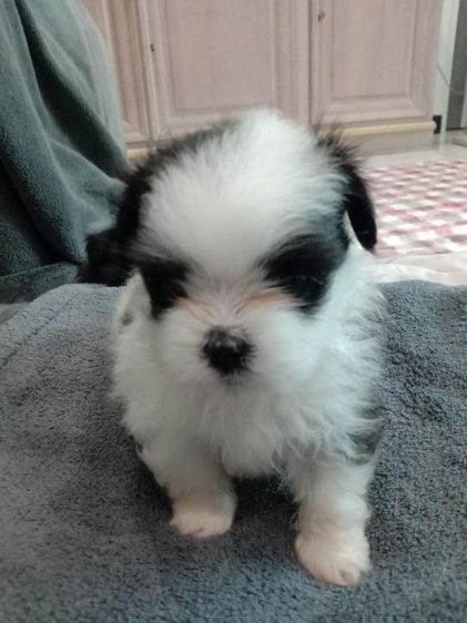 น้องๆปอมผสมชิจ้า รูปที่ 3