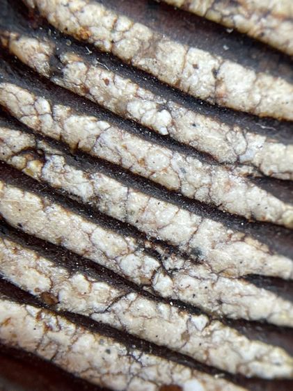 พระสมเด็จเกศชโย 7 ชั้น เนื้อหาเก่าสวยไปธรรมชาติเห็นมวลสารชัดเจน รูปที่ 12