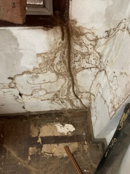 กำจัดปลวก รูปที่ 2