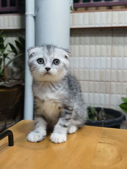 ดญ ดช  สก๊อตติช หูพับ หูตั้ง หลายตัวจ้า รูปที่ 3