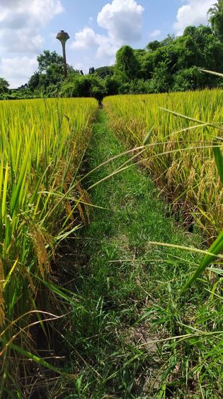 ไม่ใช่ ขายที่นาติดถนนคอนกรีตกลางชุมชน เหมาะทำบ้านพักตากอากาศ พูลวิลล่า รูปที่ 2