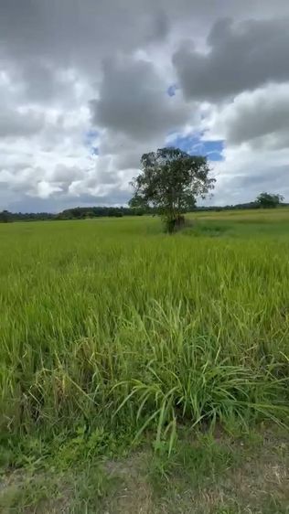 ไม่ใช่ ที่ดินใกล้เมืองยกแปลง เหมาะทำบ้านสวนสบายๆ รูปที่ 3