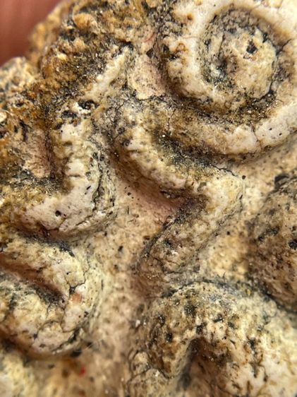 พระสมเด็จ (โต) วัดระฆัง พิมพ์ยันต์ยุ่ง ขนมเปี๊ยะเนื้อเก่าสวยเป็นธรรมชาติน่าเก็บสะสม รูปที่ 16