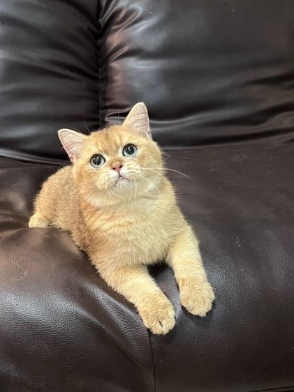 บริติชเด็กชาย  รูปที่ 3