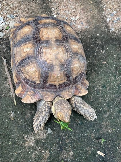 เต่าซูคตรา รูปที่ 3