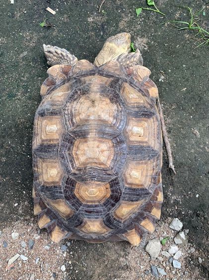 เต่าซูคตรา
