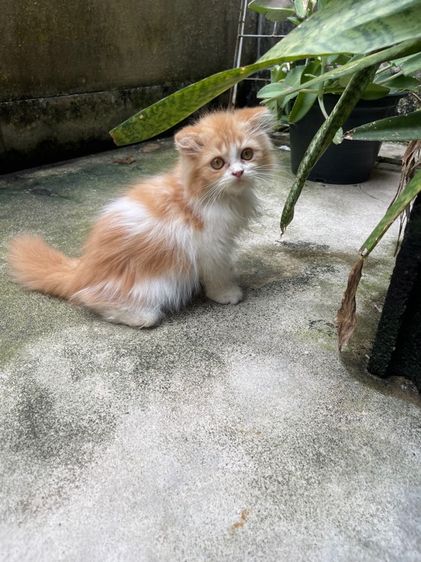 แมวเปอร์เซีย สีส้มขนฟู รูปที่ 3