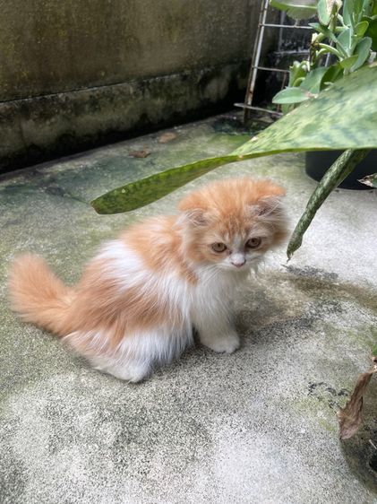 แมวเปอร์เซีย สีส้มขนฟู รูปที่ 5