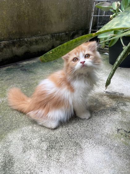 เปอร์เซีย (Persian) แมวเปอร์เซีย สีส้มขนฟู