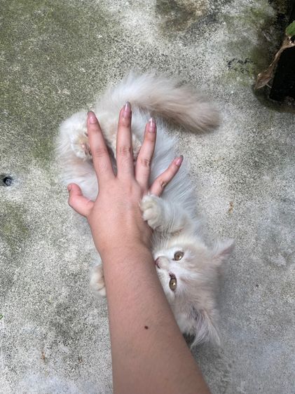 แมวเปอร์เซีน สีขาวขนฟู รูปที่ 6