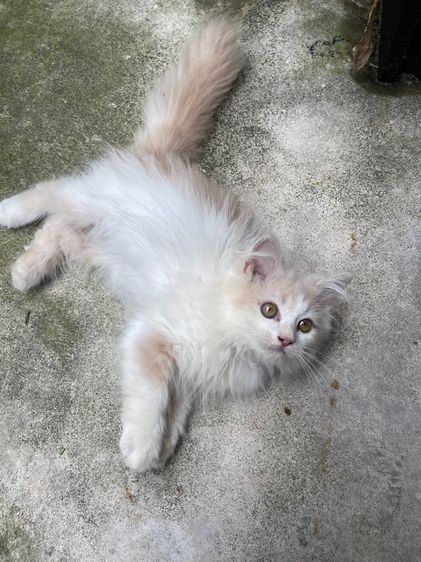แมวเปอร์เซีน สีขาวขนฟู รูปที่ 7