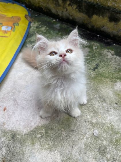 แมวเปอร์เซีน สีขาวขนฟู รูปที่ 5