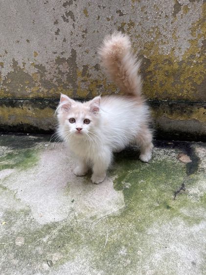 แมวเปอร์เซีน สีขาวขนฟู รูปที่ 4