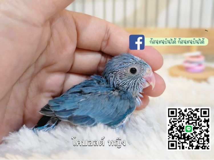 ฟอพัสโคบอลต์เทอควอย รูปที่ 4