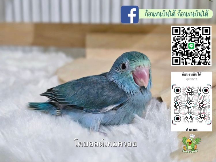 ฟอพัสโคบอลต์เทอควอย