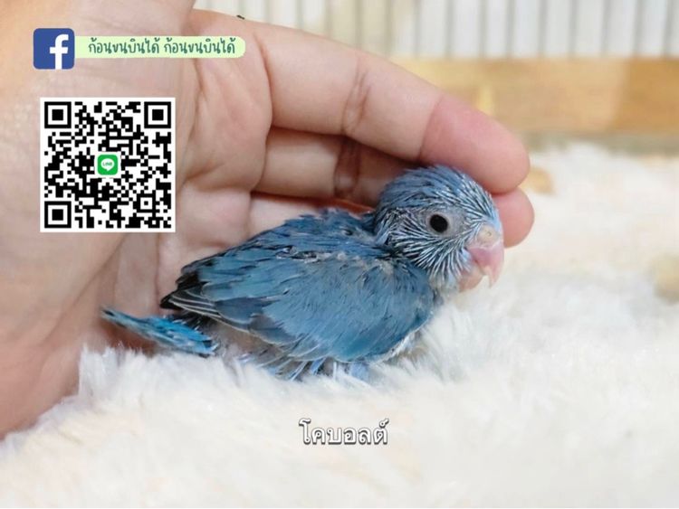 ฟอพัสโคบอลต์เทอควอย รูปที่ 3