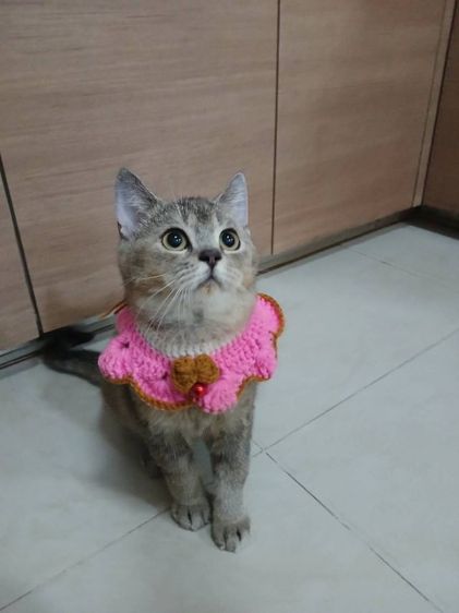 บริติช ชอร์ตแฮร์ (British Shorthair) บริติช ชอร์ตแฮร์   ลดประชากร เพศผู้