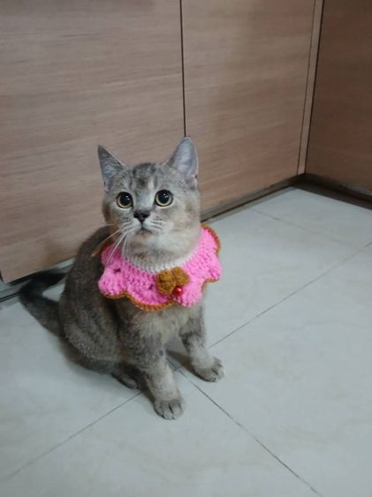 บริติช ชอร์ตแฮร์   ลดประชากร เพศผู้ รูปที่ 2