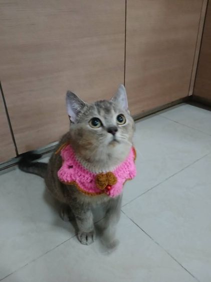 บริติช ชอร์ตแฮร์   ลดประชากร เพศผู้ รูปที่ 3