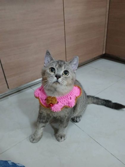 บริติช ชอร์ตแฮร์   ลดประชากร เพศผู้ รูปที่ 4