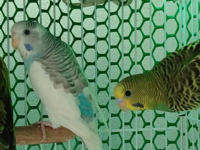 หงส์หยกสวยๆไม่แพงมี4ตัวๆละ150 รูปที่ 6