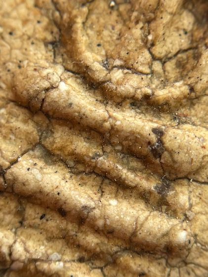 พระสมเด็จบางขุนพรหม พิมพ์ฐานคู่ เนื้อหาเก่าสวย รูปที่ 12