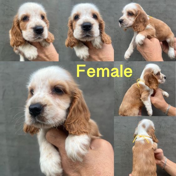 EnglishCockerSpaniel,อิงลิชค็อกเกอร์สแปเนียล