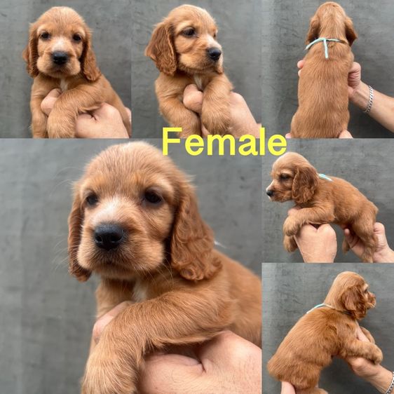 EnglishCockerSpaniel,อิงลิชค็อกเกอร์สแปเนียล รูปที่ 3