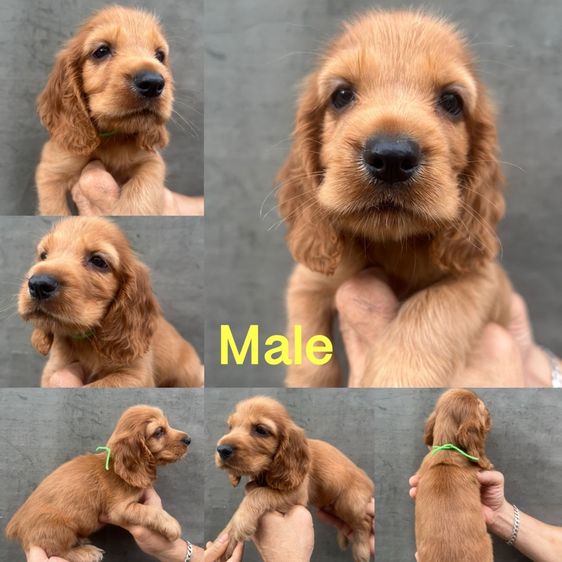 EnglishCockerSpaniel,อิงลิชค็อกเกอร์สแปเนียล รูปที่ 5