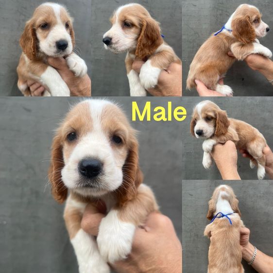 EnglishCockerSpaniel,อิงลิชค็อกเกอร์สแปเนียล รูปที่ 4