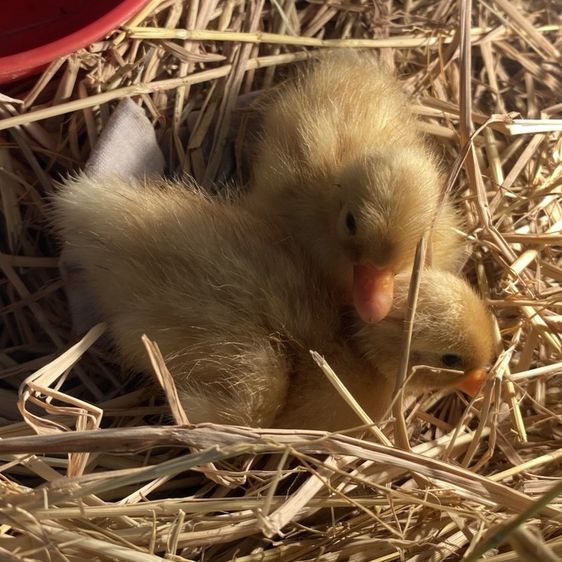 ลูกเป็ดคอลดั๊กสวยๆ รูปที่ 2