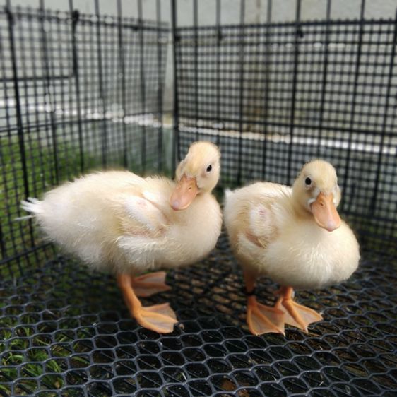 เป็ดคอลดั๊ก สีขาว เพศ ผู้-เมีย อายุ 2 เดือน รูปที่ 2