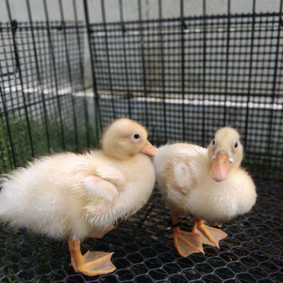 เป็ดคอลดั๊ก สีขาว เพศ ผู้-เมีย อายุ 2 เดือน รูปที่ 4