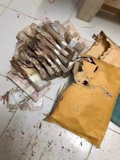 รับกำจัดปลวก ราคาถูกไม่แพง รูปที่ 16