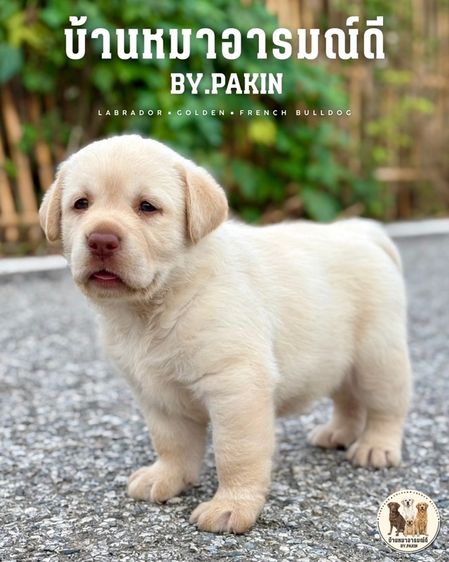 ลูกสุนัขลาบราดอล์ รูปที่ 3