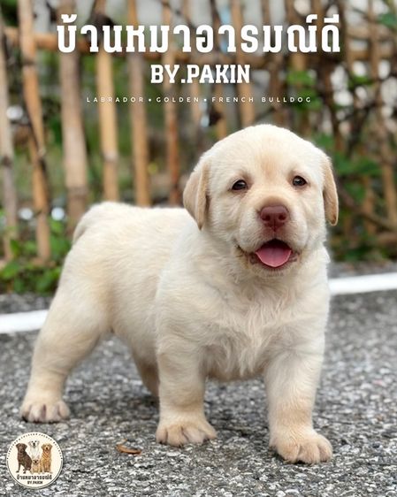 ลูกสุนัขลาบราดอล์ รูปที่ 4