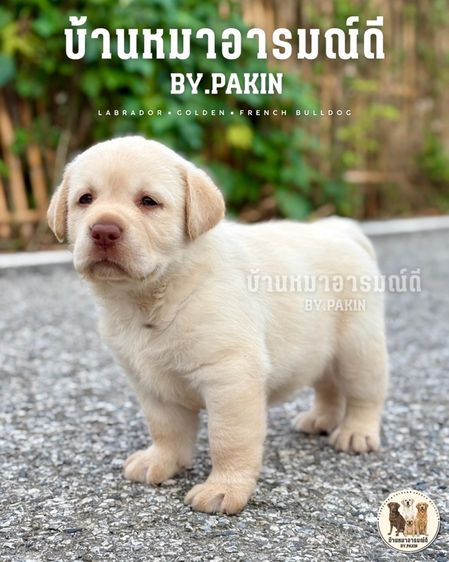 ลูกสุนัขลาบราดอล์ รูปที่ 2