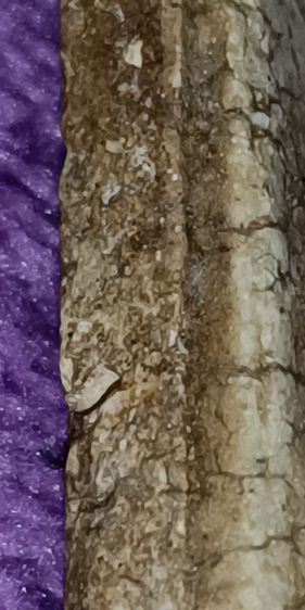 พระสมเด็จวัดระฆัง รูปที่ 8