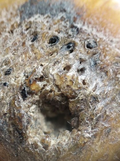 ตะโพนของขลังของดีครับ รูปที่ 15