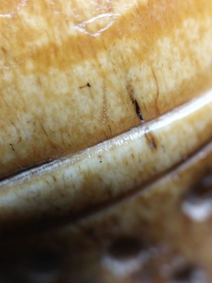 ตะโพนของขลังของดีครับ รูปที่ 16