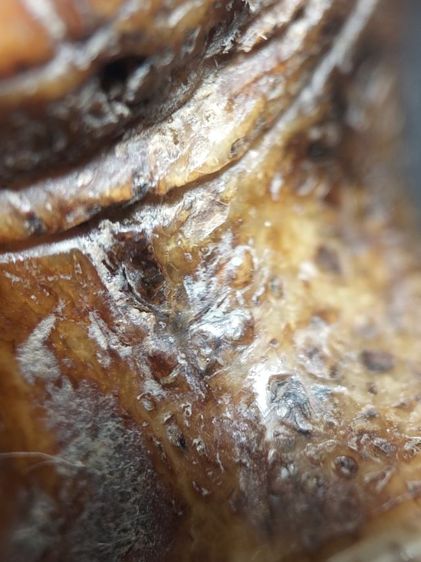 ตะโพนของขลังของดีครับ รูปที่ 12