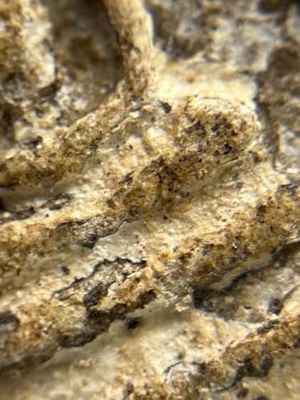 พระสมเด็จวัดระฆังพิมพ์ใหญ่ตัดขอบชิดพระเก่ากรุสวยสวย(040) รูปที่ 10