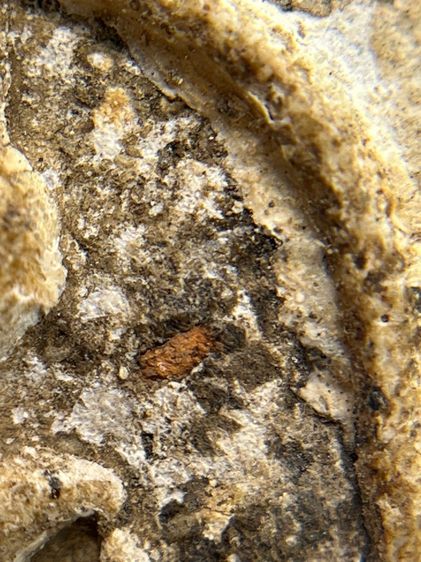 พระสมเด็จวัดระฆังพิมพ์ใหญ่ตัดขอบชิดพระเก่ากรุสวยสวย(040) รูปที่ 7