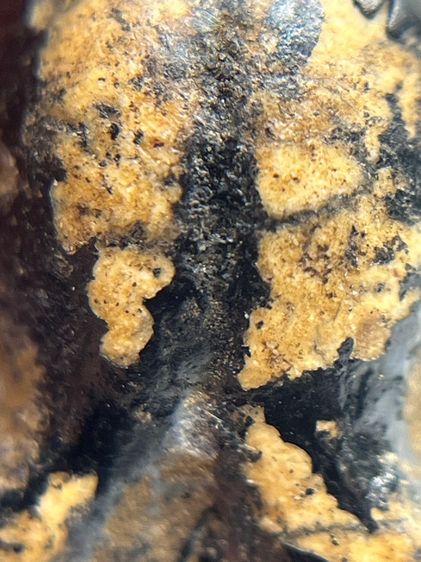 พระปิดตาหลวงพ่อทองสุข พิมพ์ตะพาบเข่ากว้าง ยุคต้น เนื้อผงจุ่มรัก(049) รูปที่ 14