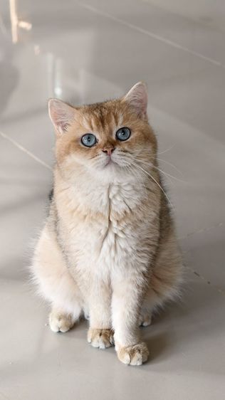 หนุ่มน้อย บริติชช็อตแฮร์ ♂️