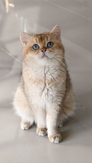 หนุ่มน้อย บริติชช็อตแฮร์ ♂️ รูปที่ 8