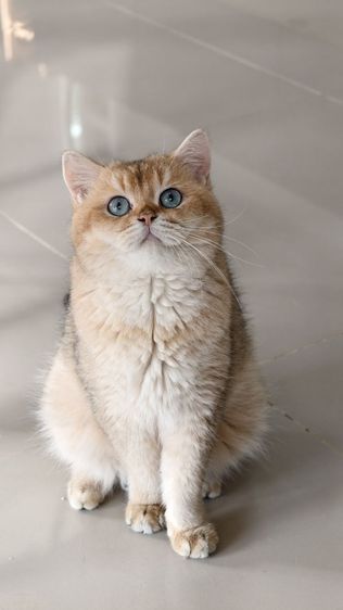 หนุ่มน้อย บริติชช็อตแฮร์ ♂️ รูปที่ 9