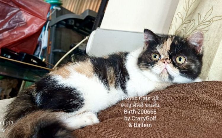 Exotic Cats รูปที่ 2