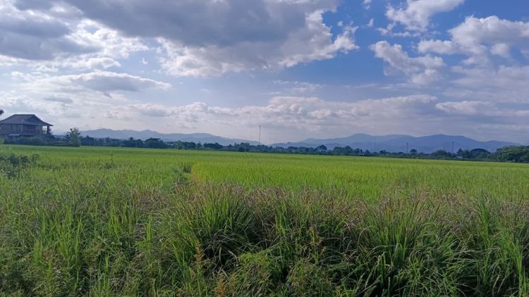 ใช่ ที่ดินเปล่า ที่นาถมแล้วบางส่วน รูปที่ 2