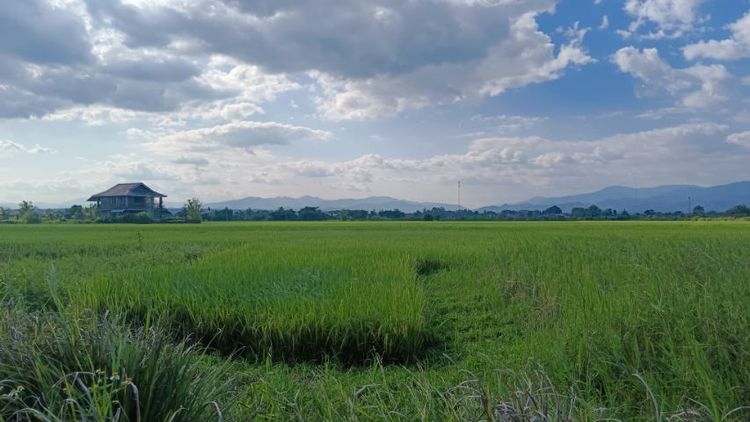 ใช่ ที่ดินเปล่า ที่นาถมแล้วบางส่วน